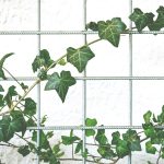 Hedera HBAR surge