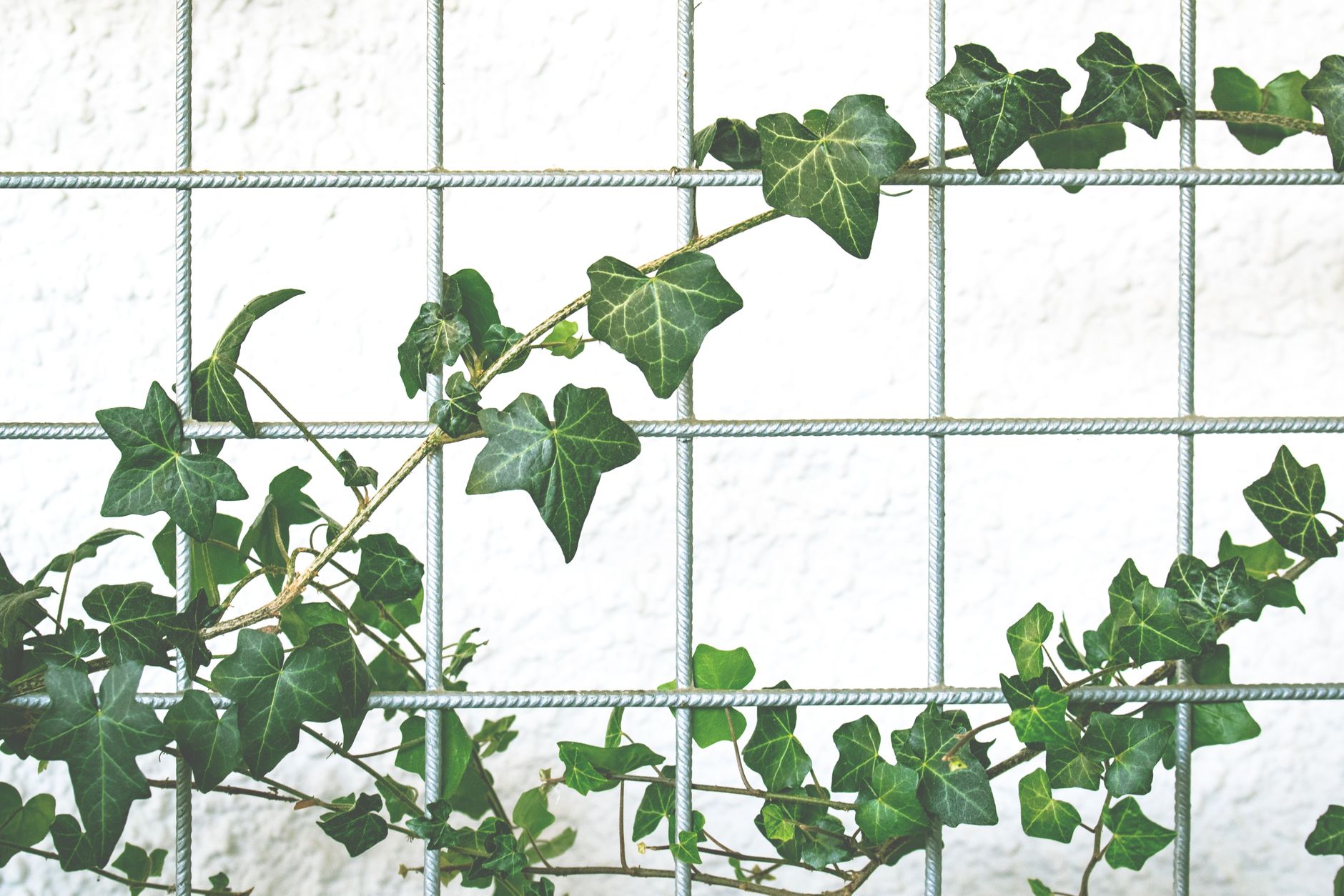 Hedera HBAR surge