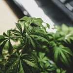 close-up of cannabis plant leaves