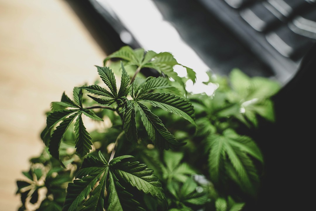 close-up of cannabis plant leaves